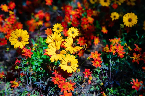 Blühen Frische Frühlingsblumen Garten Örtlichen Park — Stockfoto