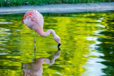 Parktaki suda tatlı pembe flamingo.