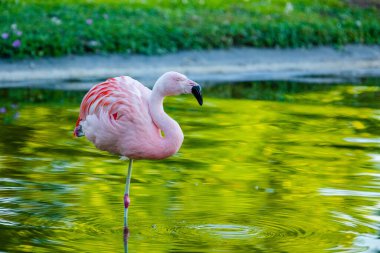 Parktaki suda tatlı pembe flamingo.