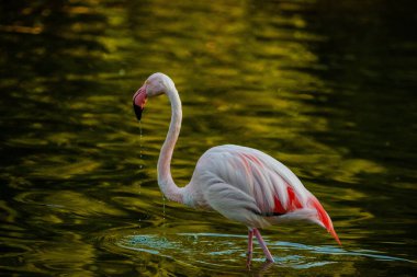 Parktaki suda tatlı pembe flamingo.