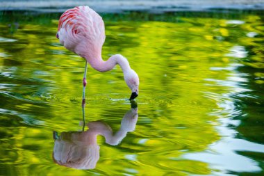 Parktaki suda tatlı pembe flamingo.