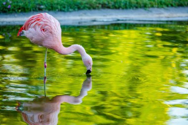 Parktaki suda tatlı pembe flamingo.