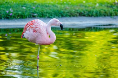 Parktaki suda tatlı pembe flamingo.