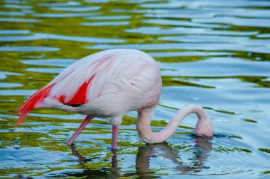 Parktaki suda tatlı pembe flamingo.