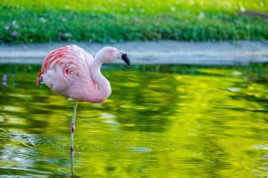 Parktaki suda tatlı pembe flamingo.