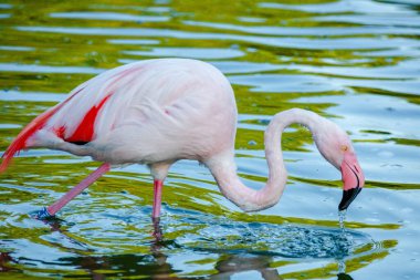 Parktaki suda tatlı pembe flamingo.