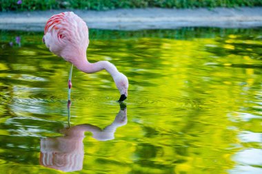 Parktaki suda tatlı pembe flamingo.