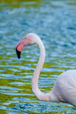 Parktaki suda tatlı pembe flamingo.