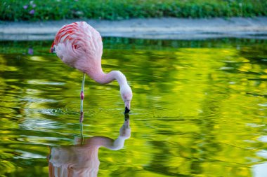 Parktaki suda tatlı pembe flamingo.