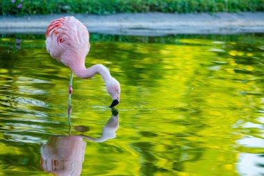 Parktaki suda tatlı pembe flamingo.