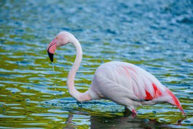 Parktaki suda tatlı pembe flamingo.