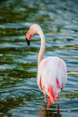 Parktaki suda tatlı pembe flamingo.
