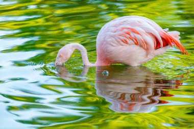 Parktaki suda tatlı pembe flamingo.