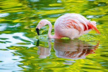Parktaki suda tatlı pembe flamingo.