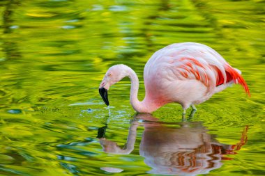 Parktaki suda tatlı pembe flamingo.