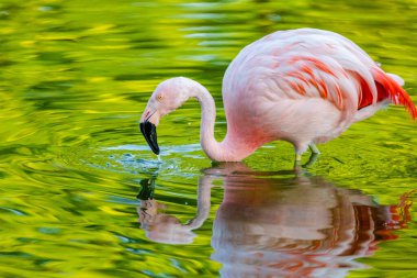Parktaki suda tatlı pembe flamingo.