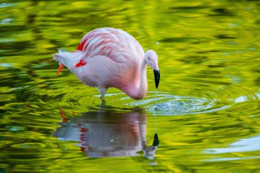 Parktaki suda tatlı pembe flamingo.