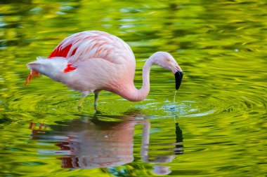 Parktaki suda tatlı pembe flamingo.