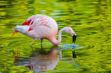 Parktaki suda tatlı pembe flamingo.