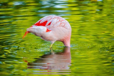 Parktaki suda tatlı pembe flamingo.