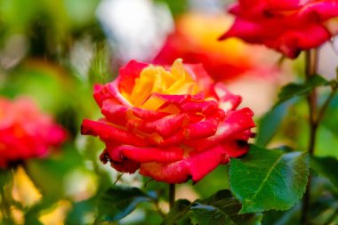 Yeşil park bahçesinde çiçek açan güller