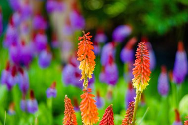 Yerel parktaki bahçede taze bahar çiçekleri.