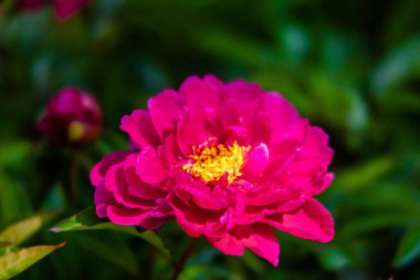 Yeşil park bahçesinde çiçek açan güller