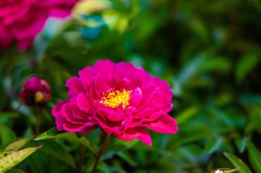 Yeşil park bahçesinde çiçek açan güller