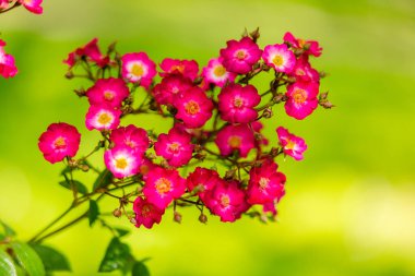 Yeşil park bahçesinde çiçek açan güller