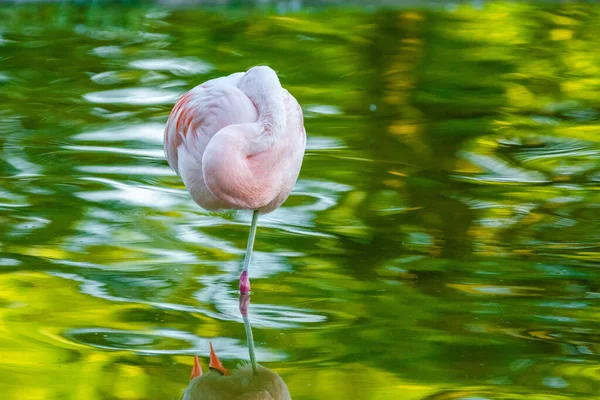 Roztomilý Růžový Flamingo Vodě Parku — Stock fotografie