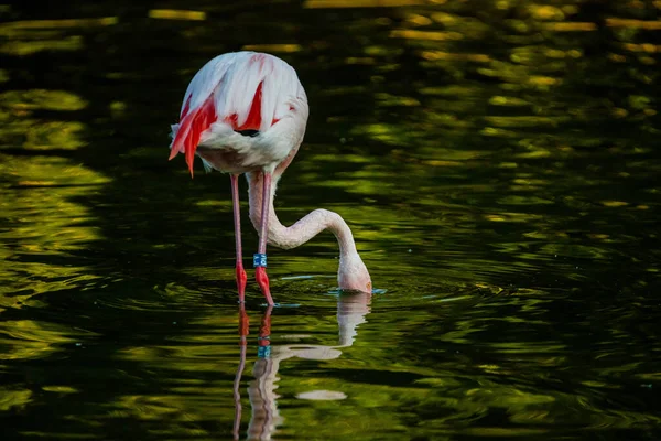 Aranyos Rózsaszín Flamingo Víz Parkban — Stock Fotó
