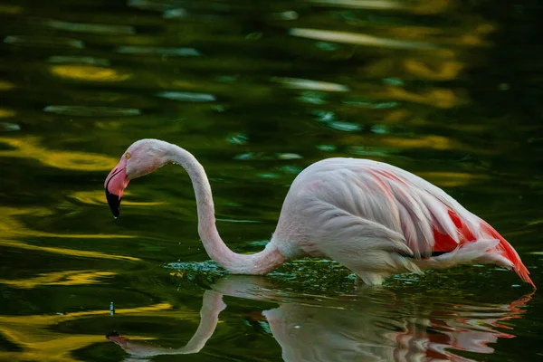 Słodkie Różowy Flamingo Wodzie Parku — Zdjęcie stockowe