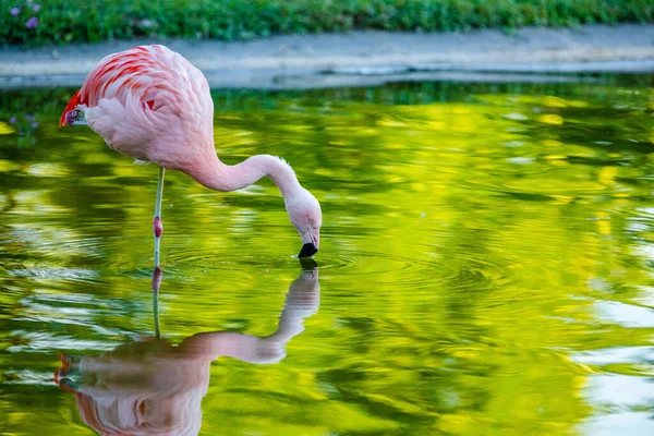 Parktaki suda tatlı pembe flamingo.