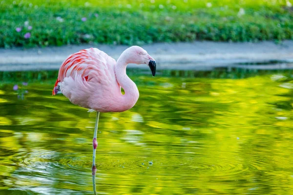 Милый Розовый Фламинго Воде Парке — стоковое фото