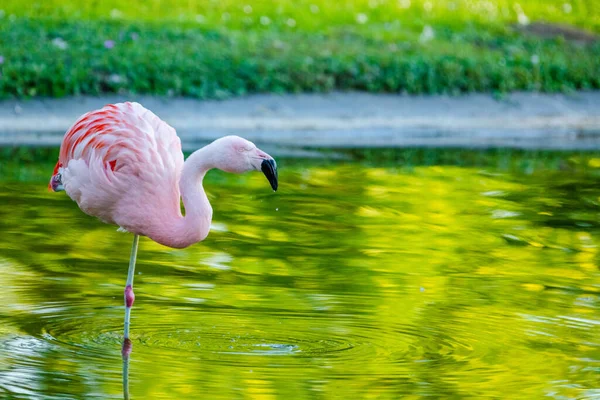 Lindo Flamenco Rosa Agua Parque — Foto de Stock