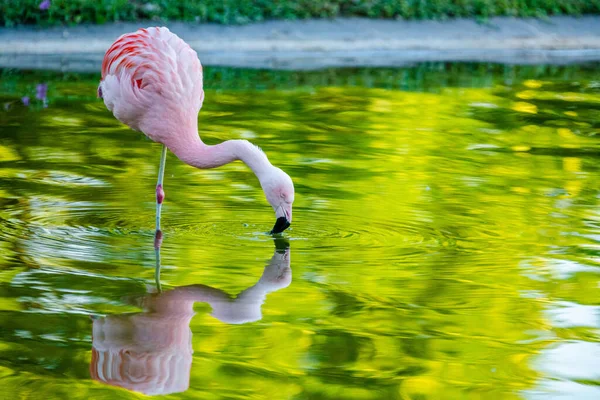 Lindo Flamenco Rosa Agua Parque —  Fotos de Stock