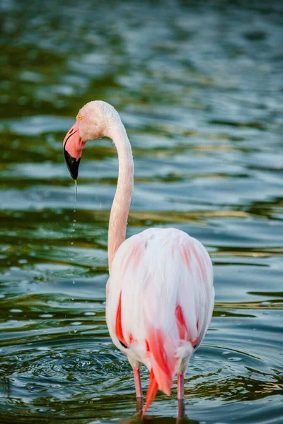 Słodkie Różowy Flamingo Wodzie Parku — Zdjęcie stockowe