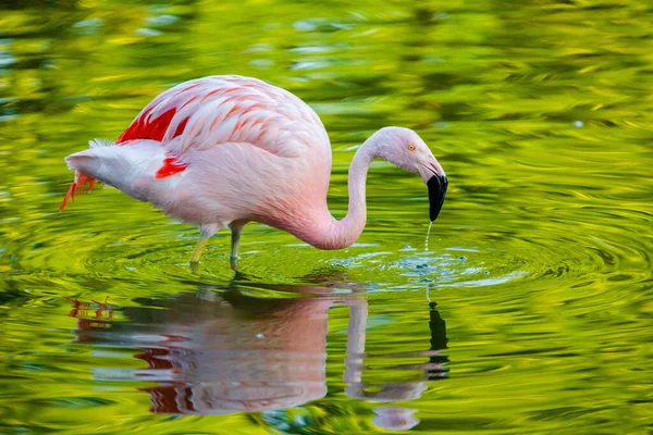 Милый Розовый Фламинго Воде Парке — стоковое фото