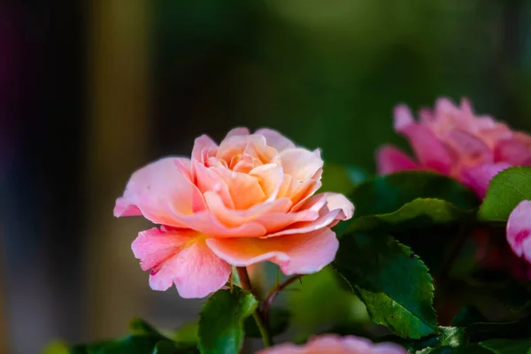 정원에 장미꽃 — 스톡 사진