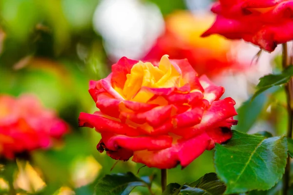 Flores Rosas Flor Jardim Parque Verde — Fotografia de Stock