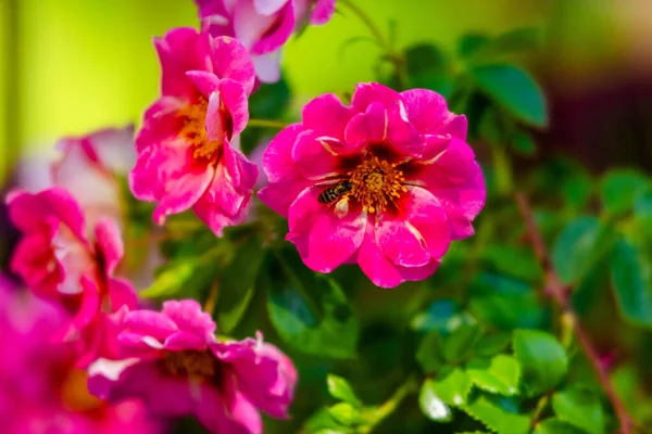 Blommor Rosor Blommor Grön Park Trädgård — Stockfoto
