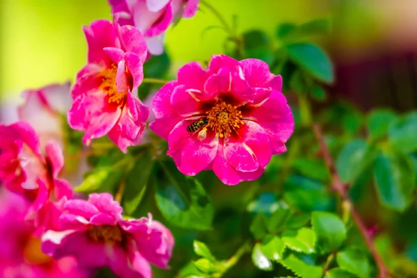 Kwiat Róż Kwiaty Zielonym Parku Ogród — Zdjęcie stockowe