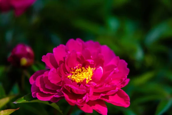 Květy Růže Květiny Zeleném Parku Zahrada — Stock fotografie