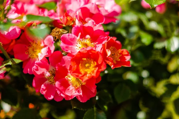 Yeşil Park Bahçesinde Çiçek Açan Güller — Stok fotoğraf