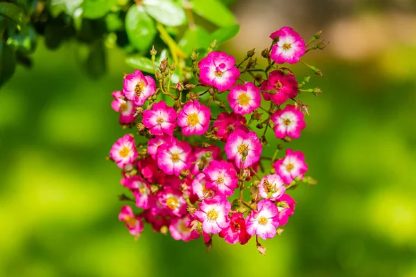 Yerel Parktaki Bahçede Taze Bahar Çiçekleri — Stok fotoğraf