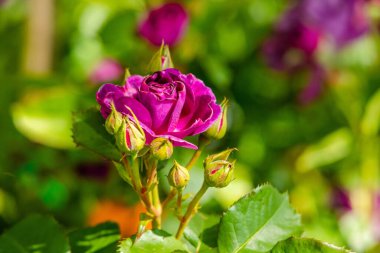 Yeşil park bahçesinde çiçek açan güller