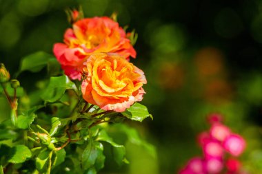 Yeşil park bahçesinde çiçek açan güller