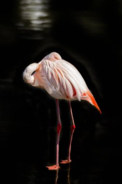 Siyah arka planda izole edilmiş sevimli pembe flamingo.