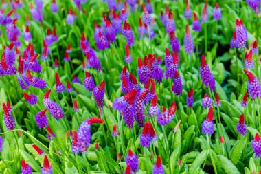 Yerel parktaki bahçede taze bahar çiçekleri.