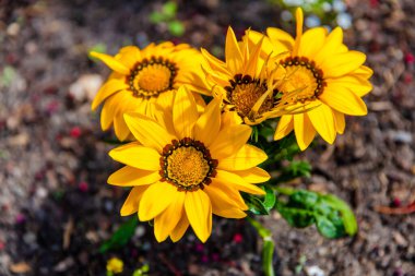 Yerel parktaki bahçede taze bahar çiçekleri.